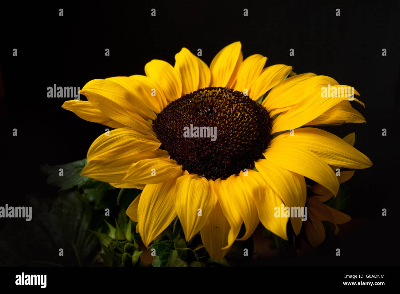 Sonnenblume isoliert auf schwarzem Hintergrund Studio gedreht Stockfoto