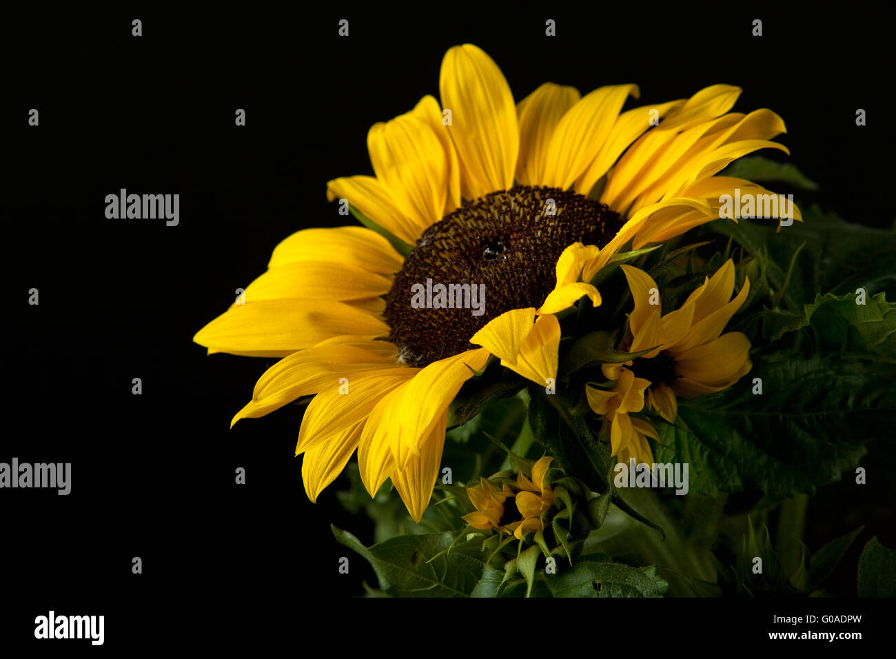 Sonnenblume isoliert auf schwarzem Hintergrund Studio gedreht Stockfoto