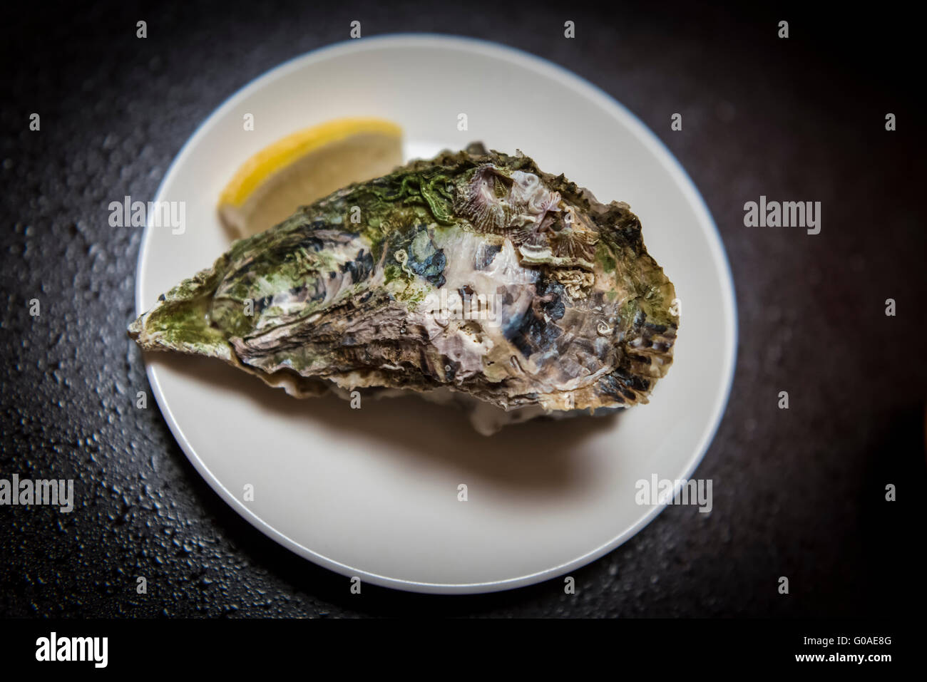 Große geschlossene Hiroshima Auster auf einem Teller mit einer Scheibe Zitrone, ein gesunde japanische Delikatesse, bekannt für seine Größe und Qualität Stockfoto
