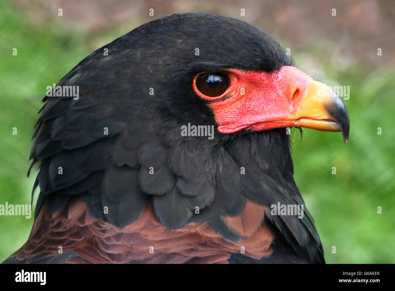 BATELEUR Stockfoto