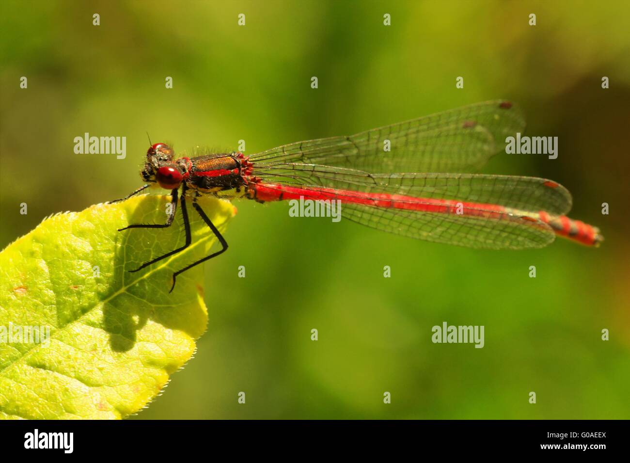 große rote damselfly Stockfoto