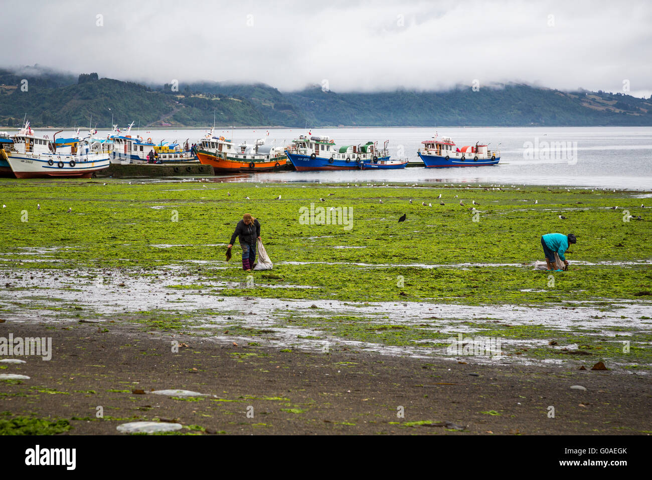 Kelp Betten am Ufer in der Nähe von Achao, Chile, Südamerika. Stockfoto