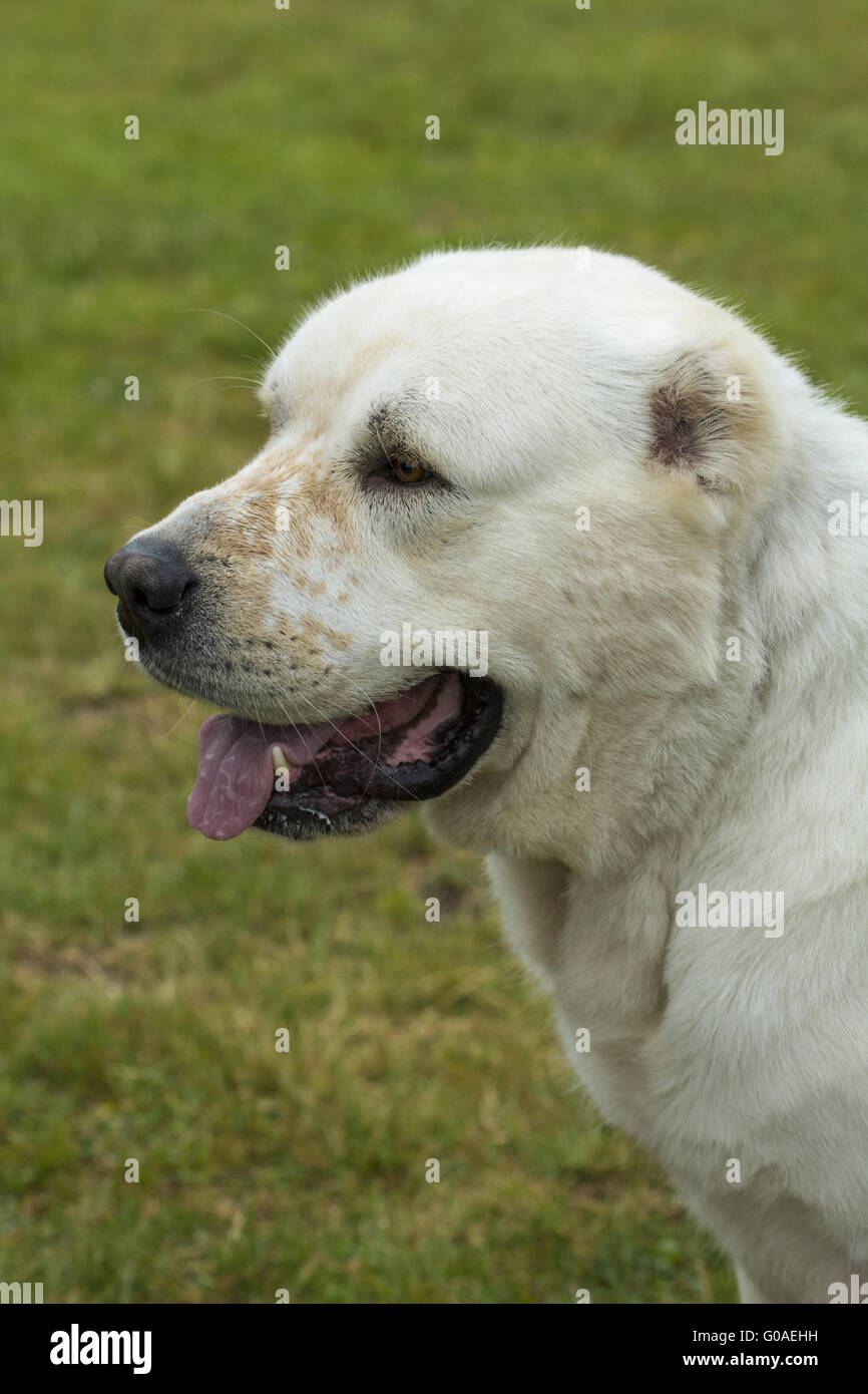 Zentralasien-Schäferhund Stockfoto