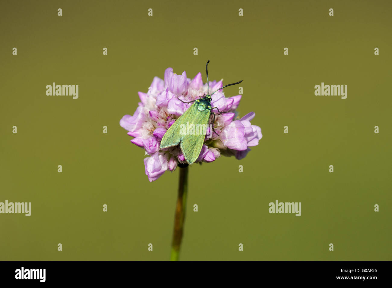 Zygaenidae, Schmetterling auf wilden Schnittlauch Stockfoto