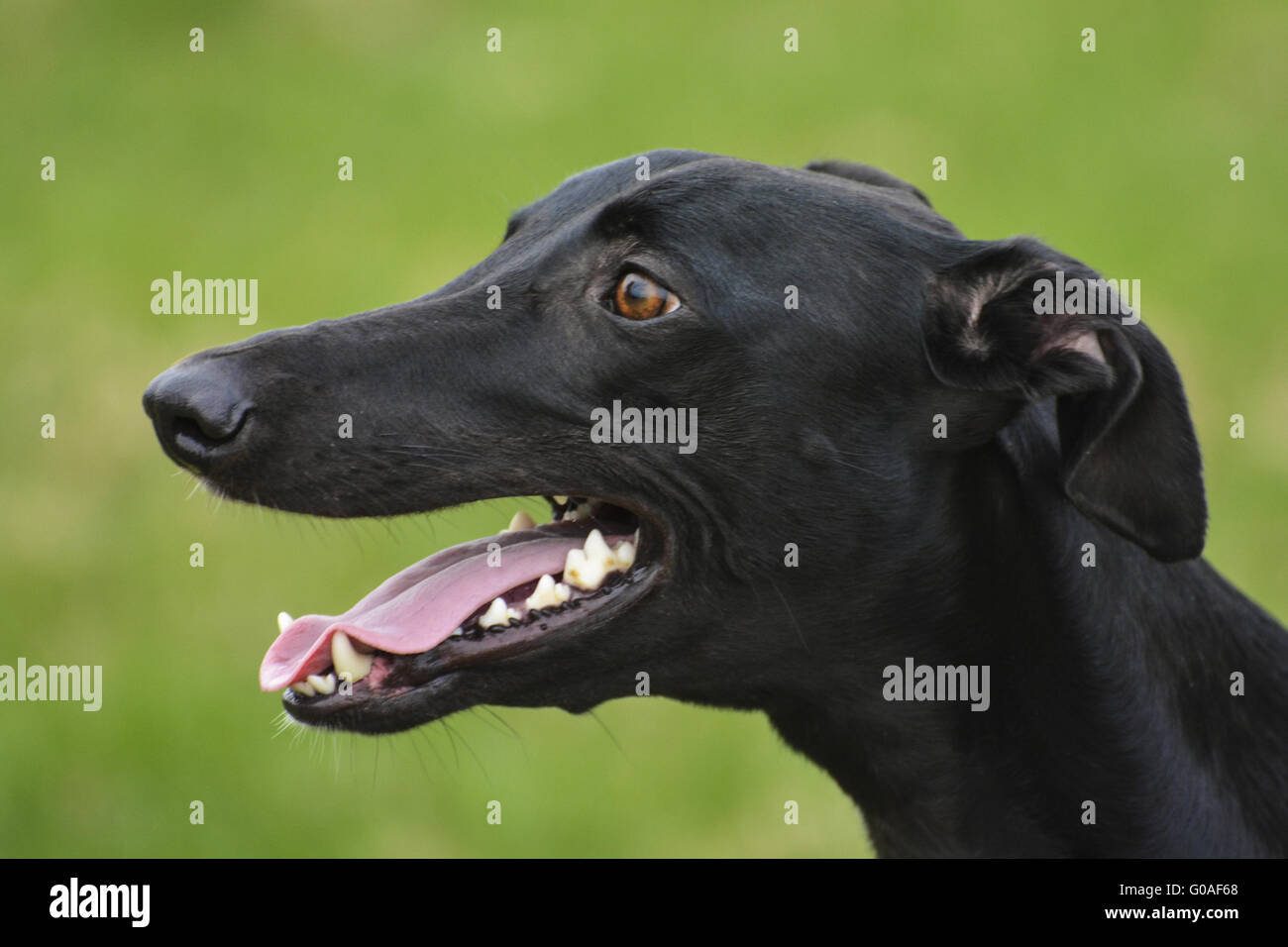 Spanischer Windhund Stockfoto