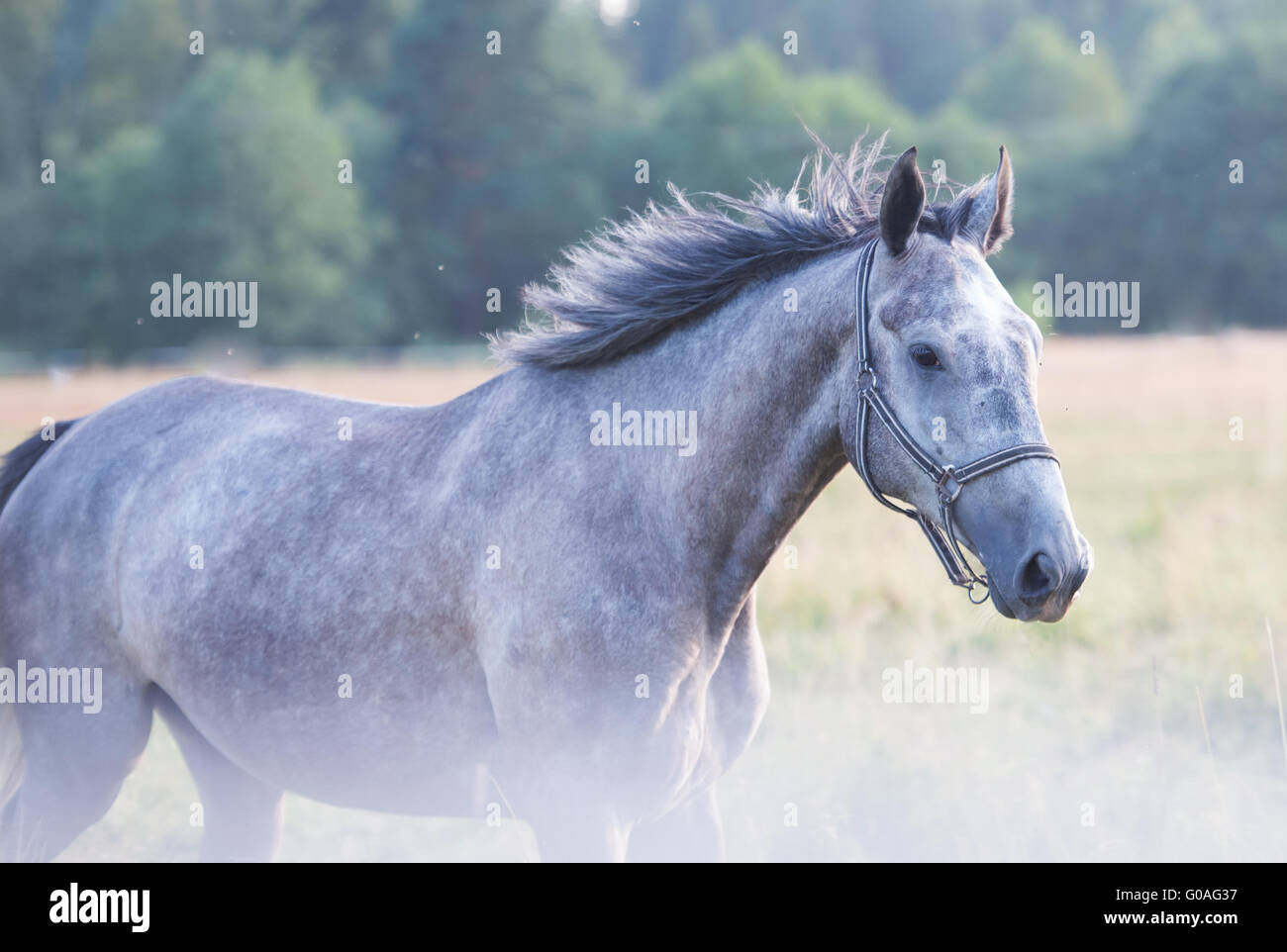 Wiese einfahren grauen junges Pferd Stockfoto