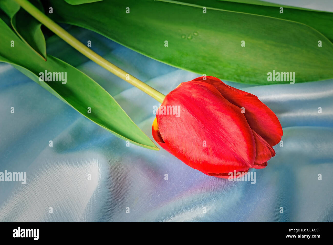 Leuchtend rote Tulpe gegen blaue Seide Stockfoto