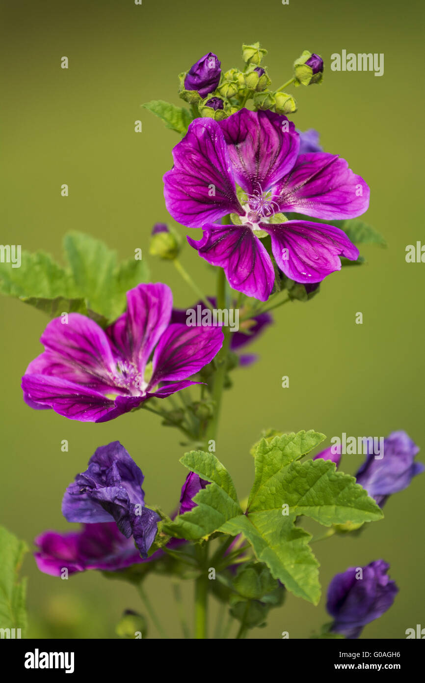 Malve Stockfoto
