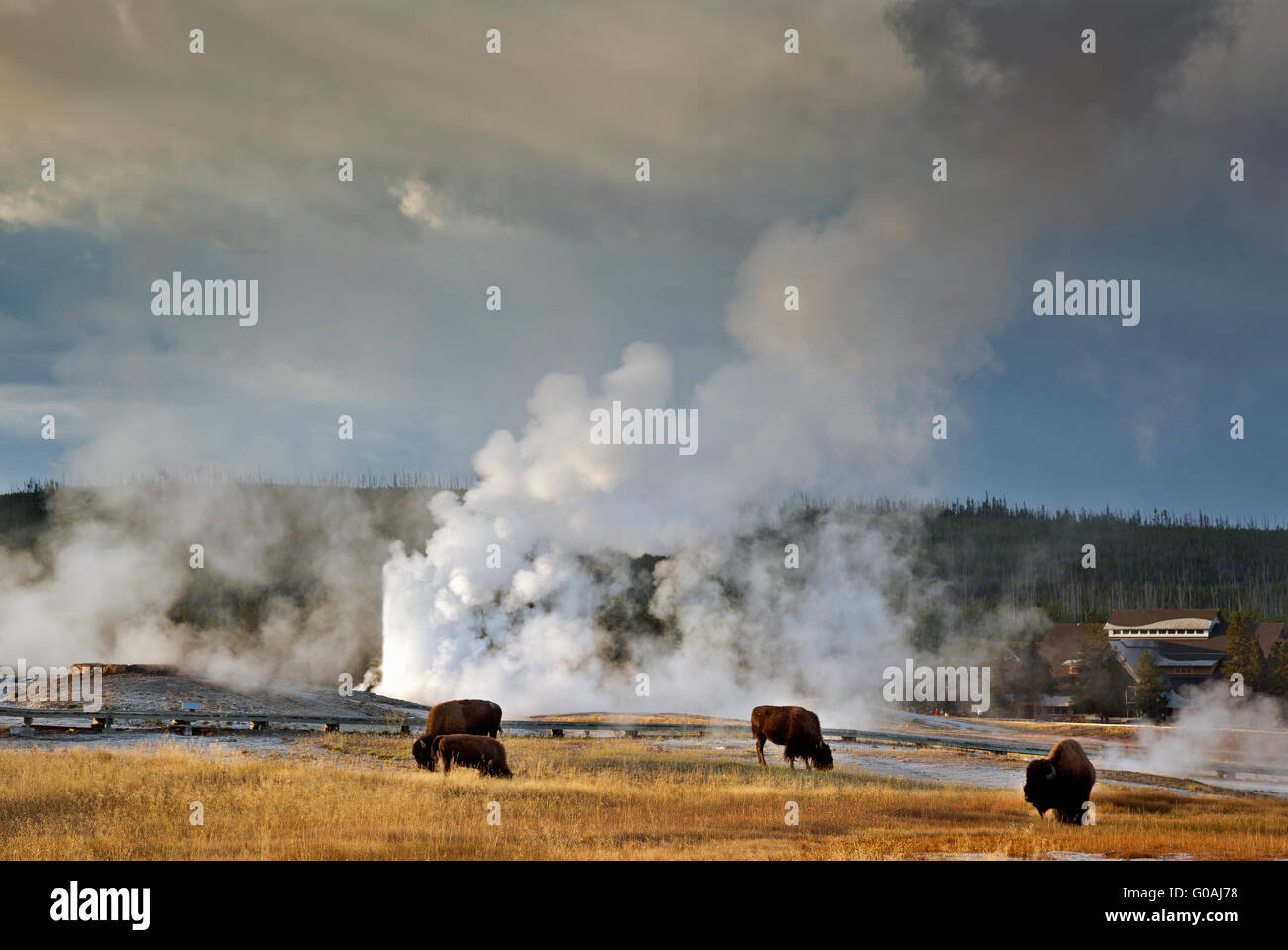 WY01587-00... WYOMING - Bisons grasen im oberen Geysir-Becken des Yellowstone National Park. Stockfoto
