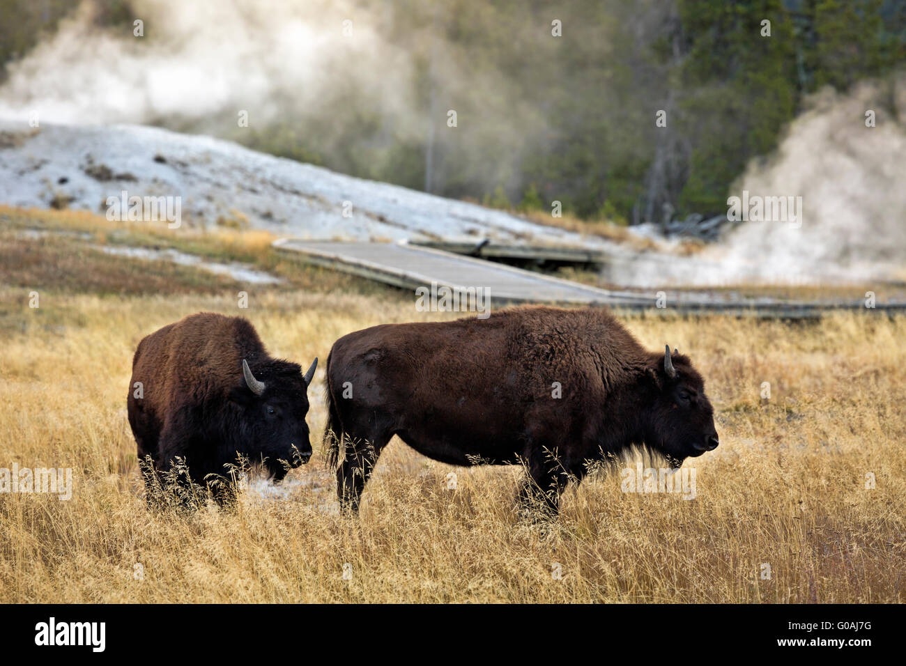 WY01588-00... WYOMING - Bisons grasen im oberen Geysir-Becken des Yellowstone National Park. Stockfoto