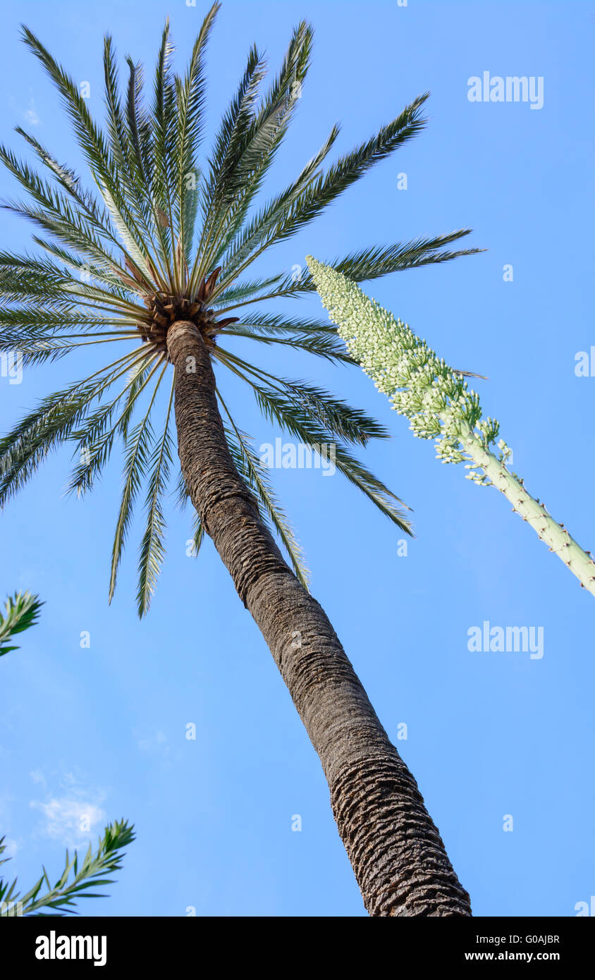 Palm Tree und Agave Blume Diagonalen und vertikalen Stockfoto