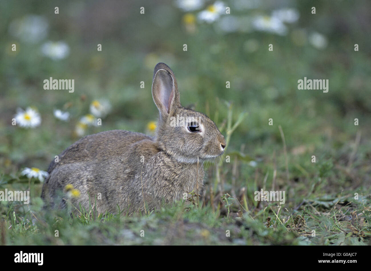 Europäische Kaninchen sitzen in einer Waldwiese Stockfoto