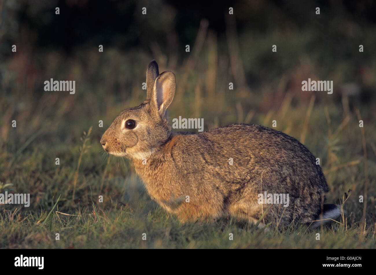 Europäische Kaninchen auf Nahrungssuche im Abendlicht Stockfoto