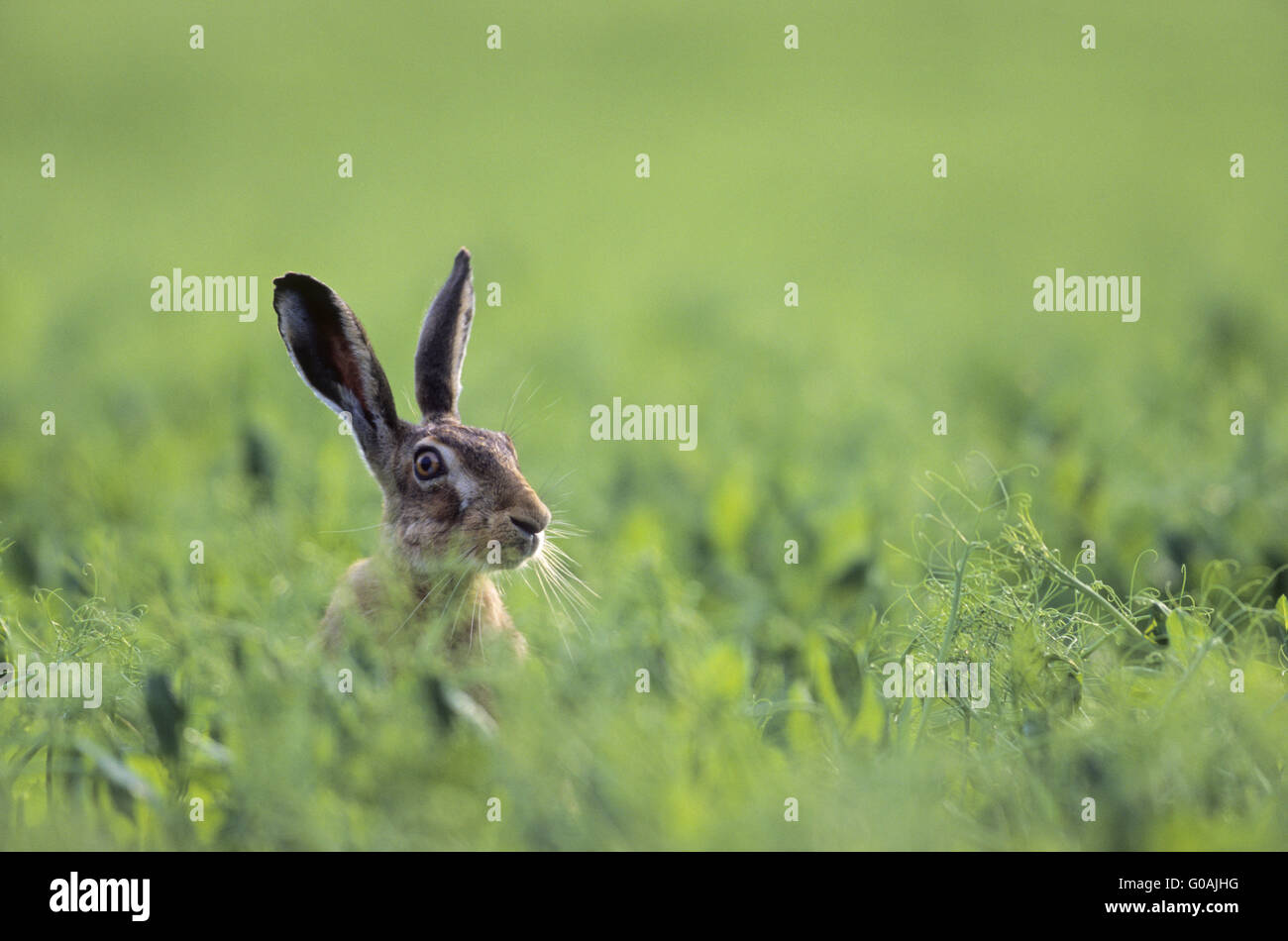 Feldhase schauen neugierig aus einem Feld Stockfoto