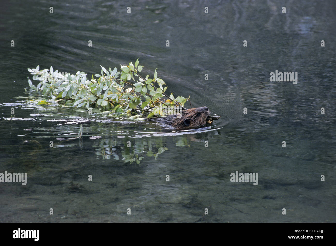 North American Beaver verbinden Winter Lager Stockfoto