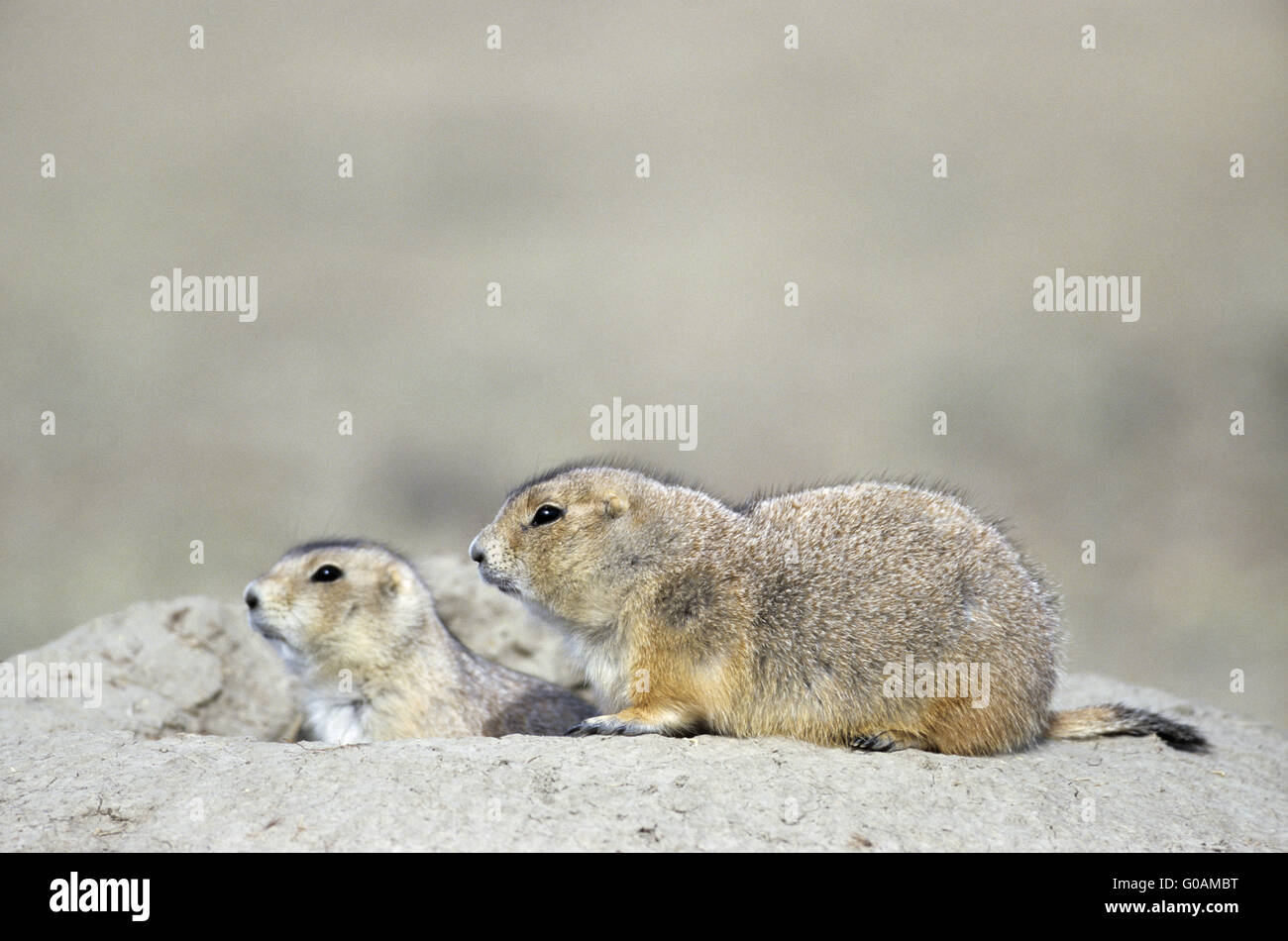 Schwarz-angebundene Graslandhunde am Eingang der Höhle Stockfoto