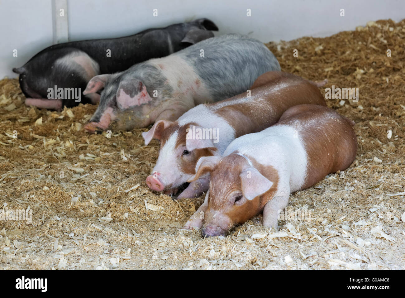Ferkel verschiedener Rassen sind im Fahrerlager Stockfoto