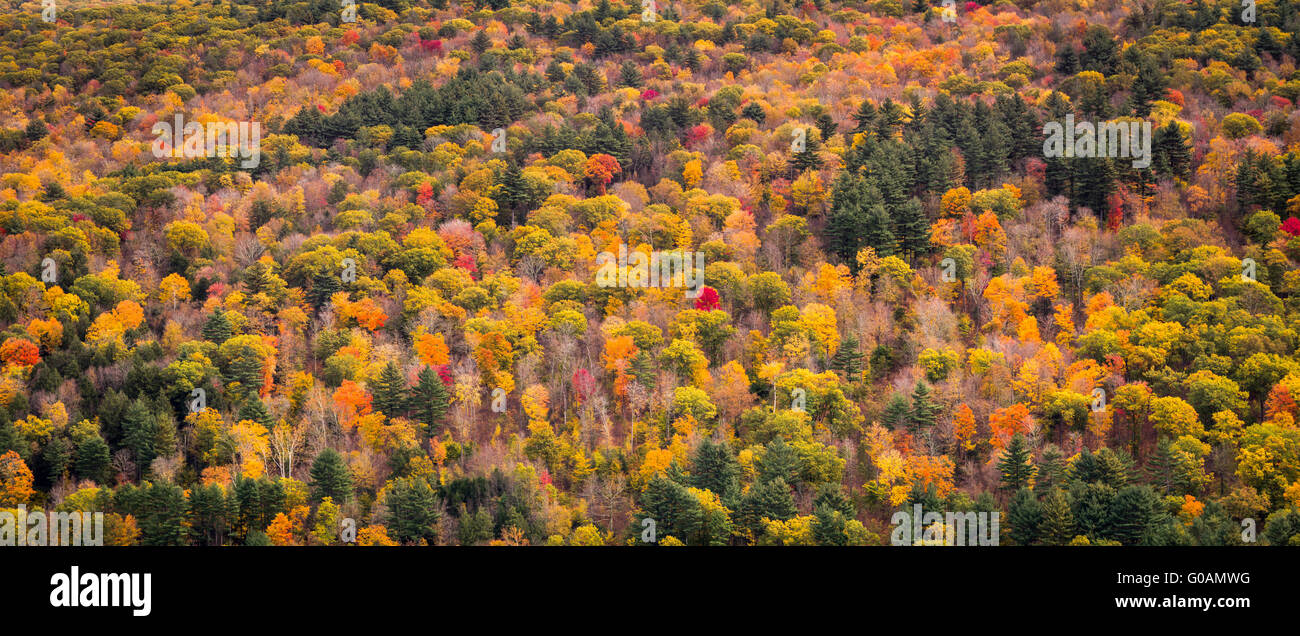 Blätter im Herbst Reservoir_Barkhamsted, Connecticut, USA Stockfoto