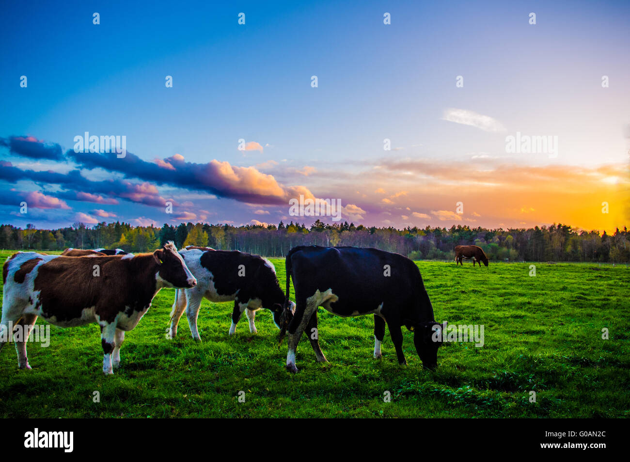 schwarze und weiße Kuh auf der Weide bei Sonnenaufgang Stockfoto