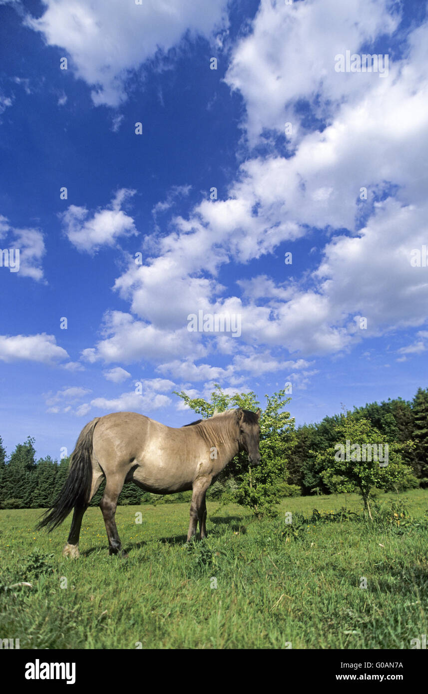 Teufel Pferd Stute vor blauem Himmel Stockfoto
