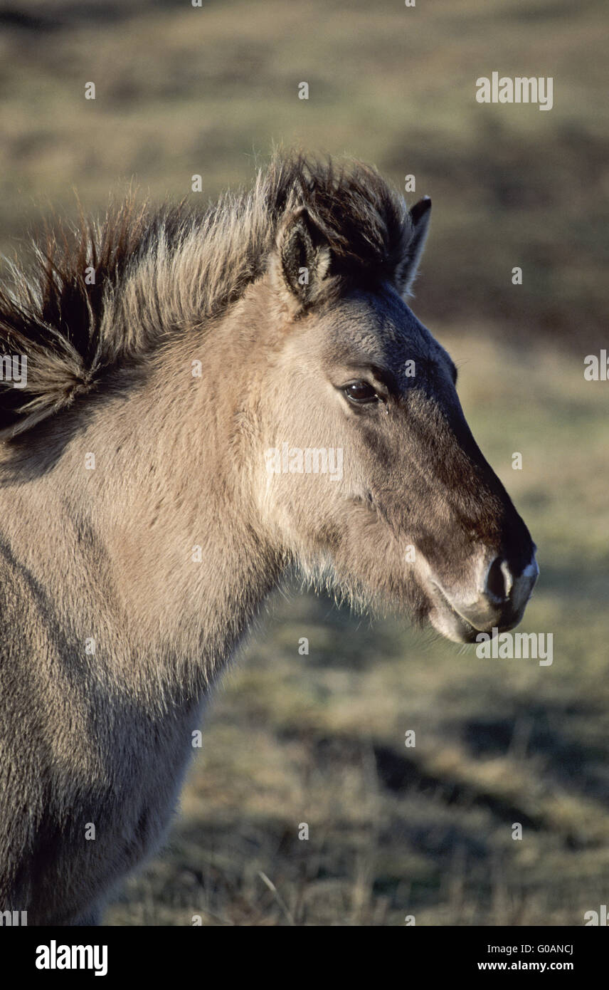 Teufel Pferdefohlen im letzten Abendlicht Stockfoto