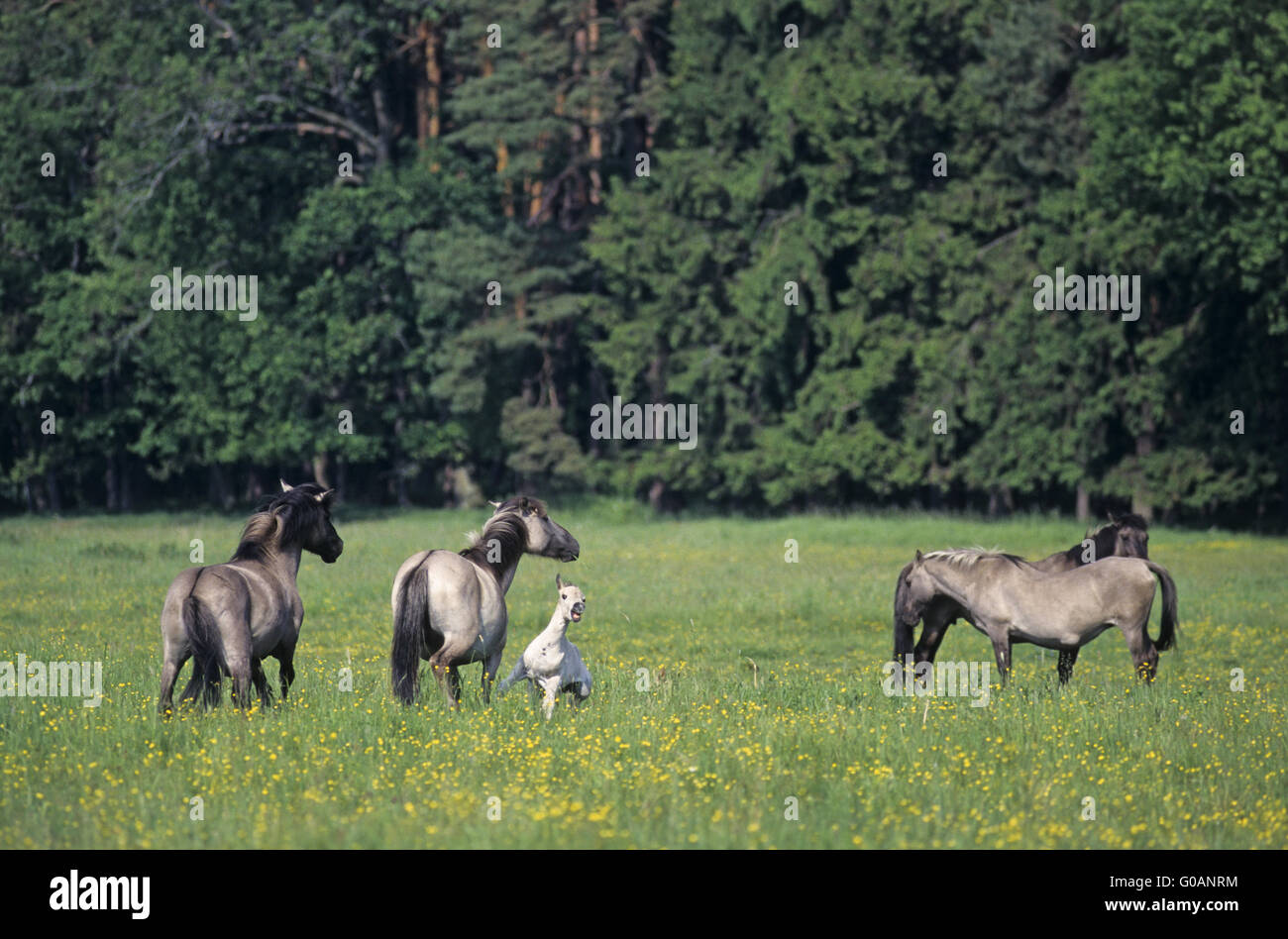 Teufel Horse Hengst Stute und Fohlen angreifen Stockfoto