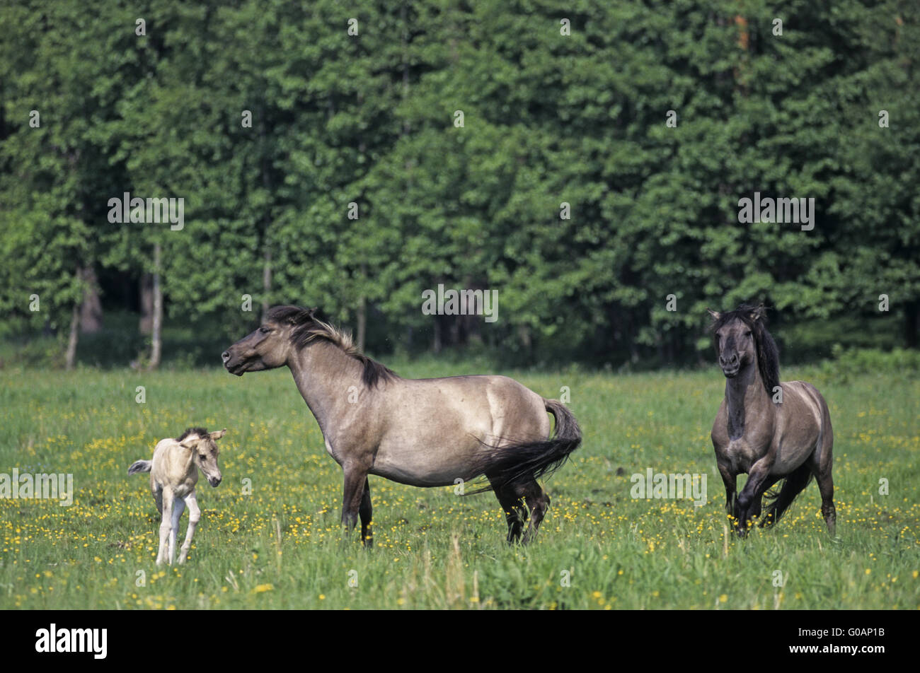 Teufel Horse Hengst Stute und Fohlen angreifen Stockfoto