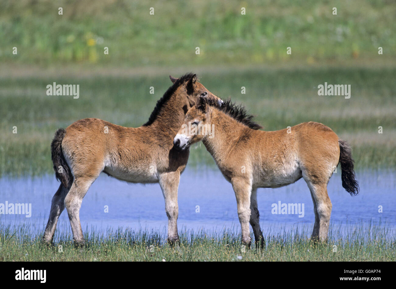 Exmoor Pony Fohlen Pflege miteinander Stockfoto