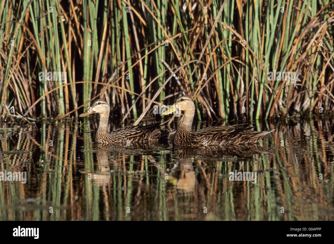 Zwei gesprenkelte Ente Drake und weibliche schwimmen Stockfoto