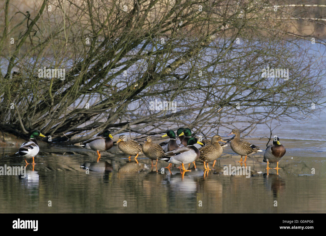Stockente Erpel und Weibchen auf einer Eisfläche Stockfoto