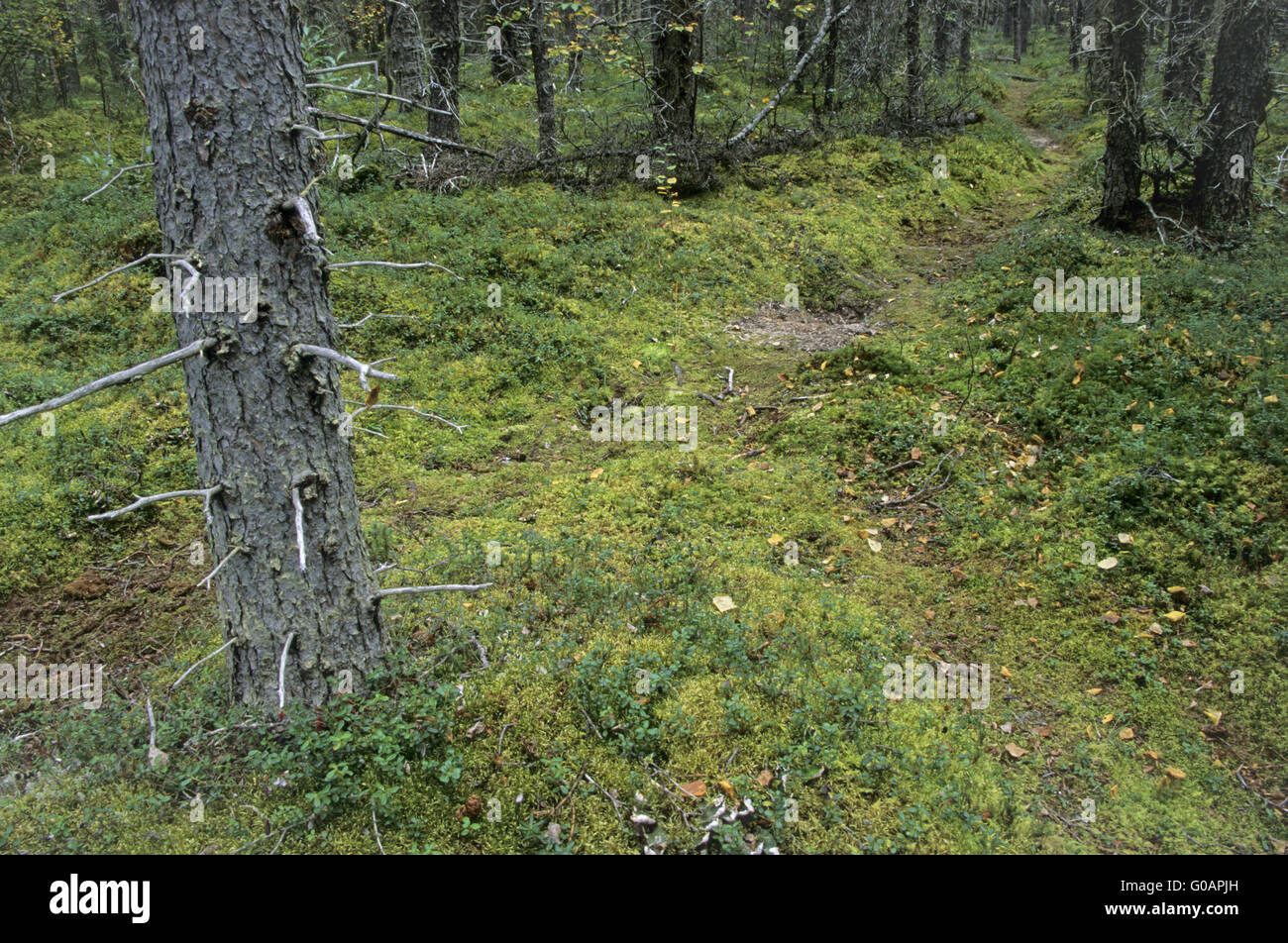 Bear Pass - Bear trail Stockfoto