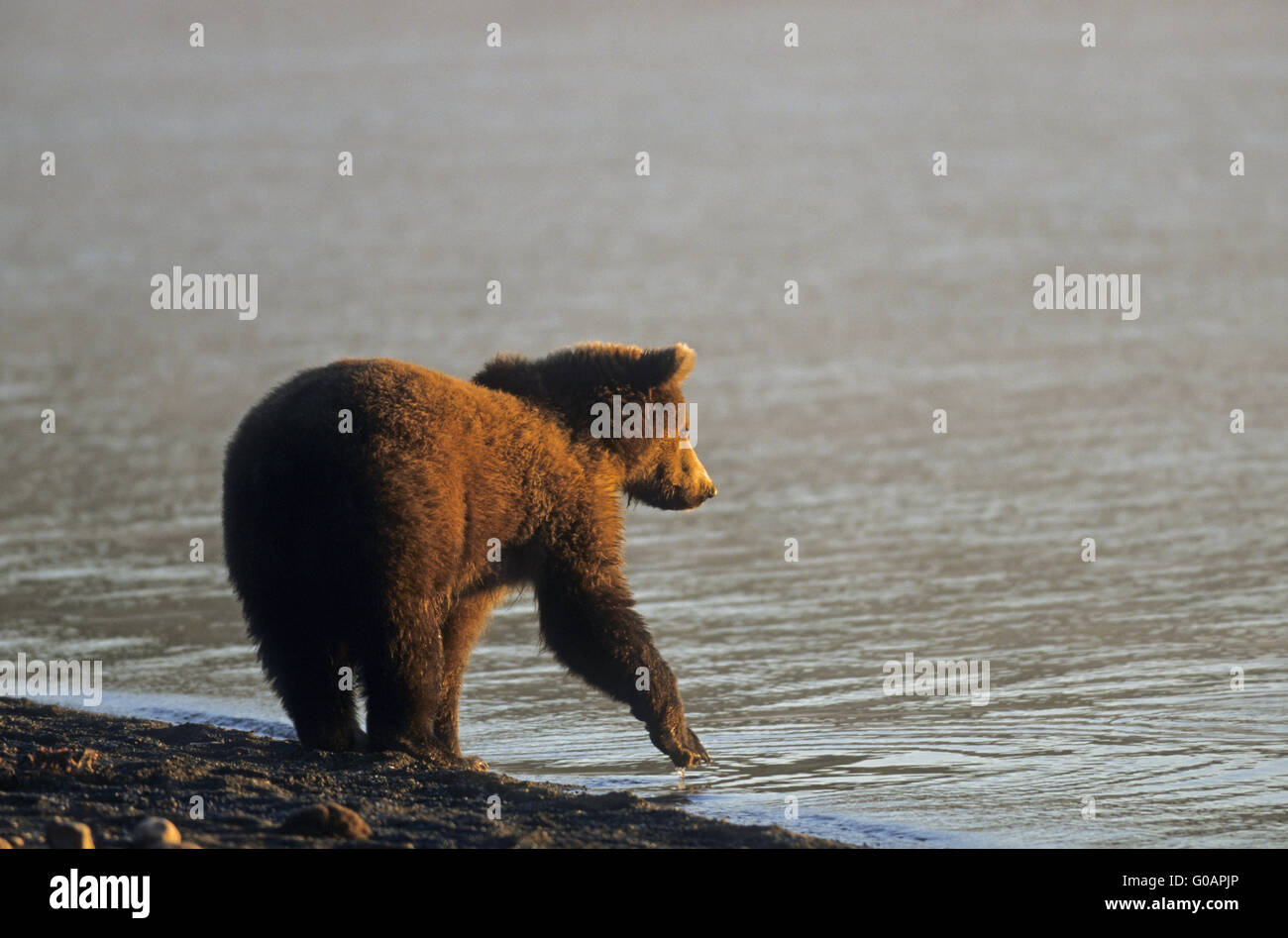 Ein Grizzlybär Fang von Lachs in Naknek Lake Stockfoto