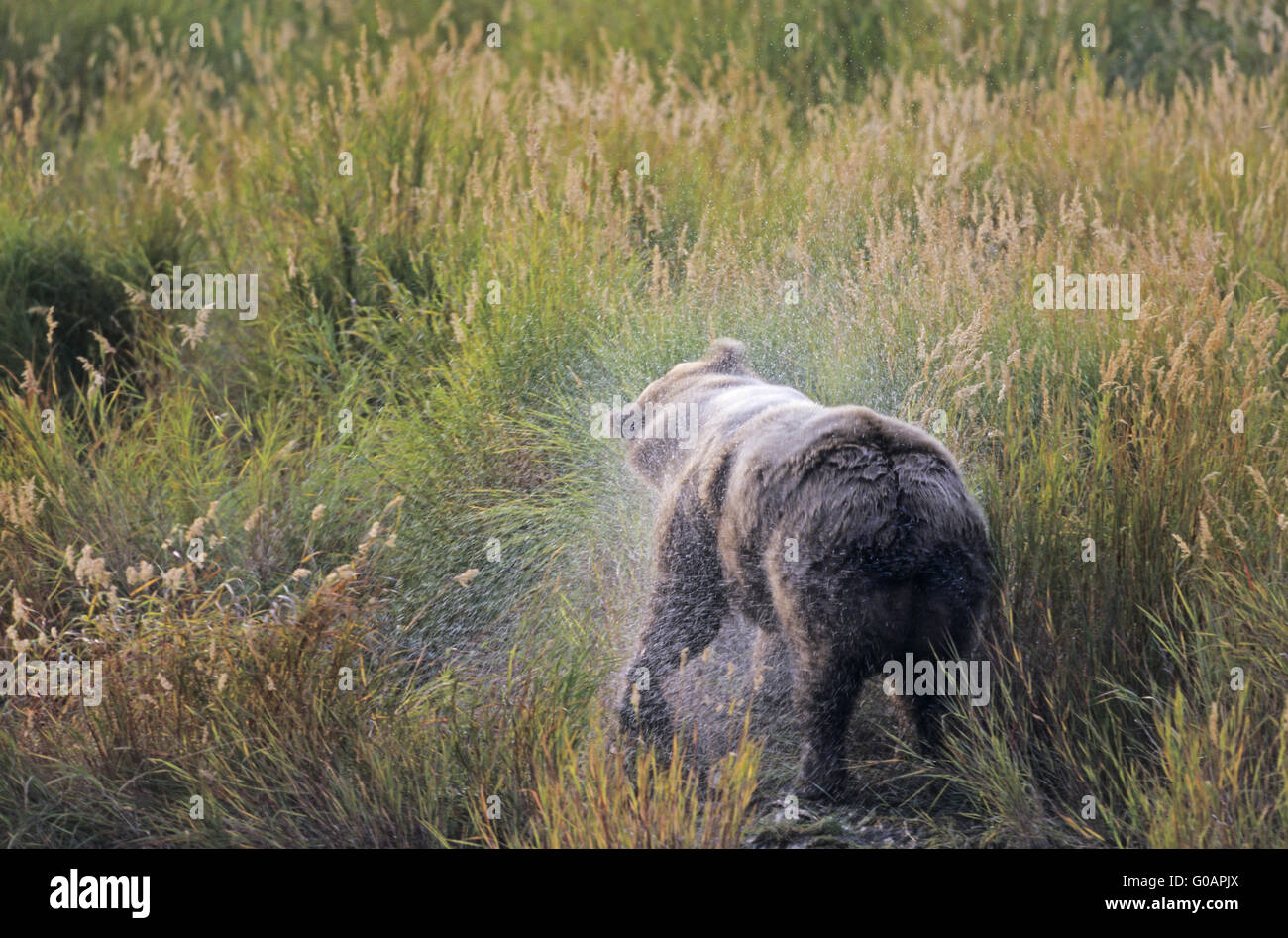 Ein Grizzlybär Wasser aus seinem Fell schütteln Stockfoto