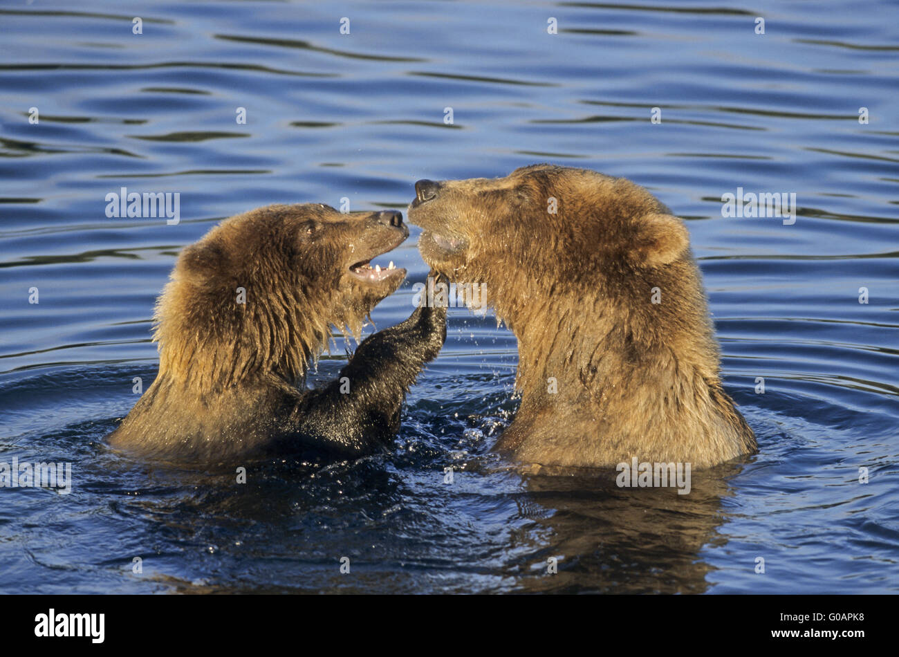 Ein Grizzlybär Sau und ein Jungtier spielen im Wasser Stockfoto