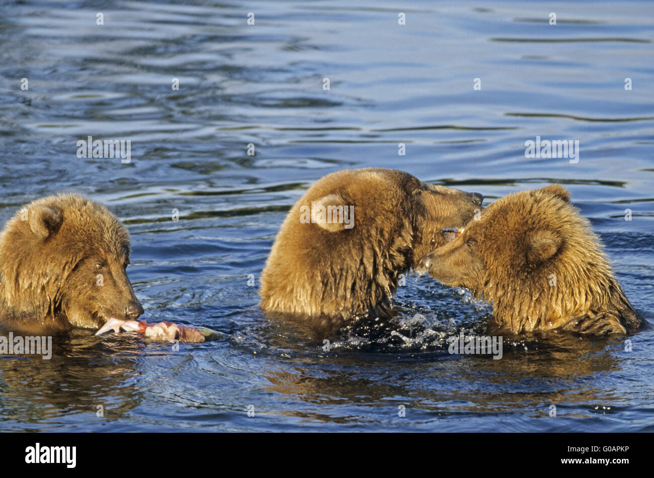 Ein Grizzlybär säen zwei Jungen spielen im Wasser Stockfoto