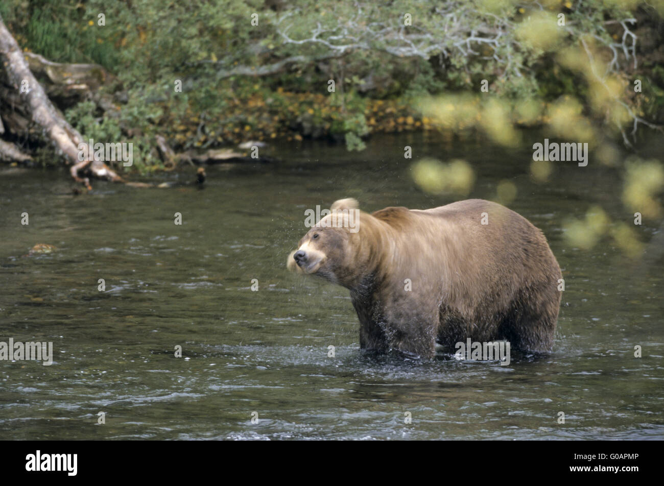 Ein Grizzlybär Fang von Lachs in Brooks River Stockfoto