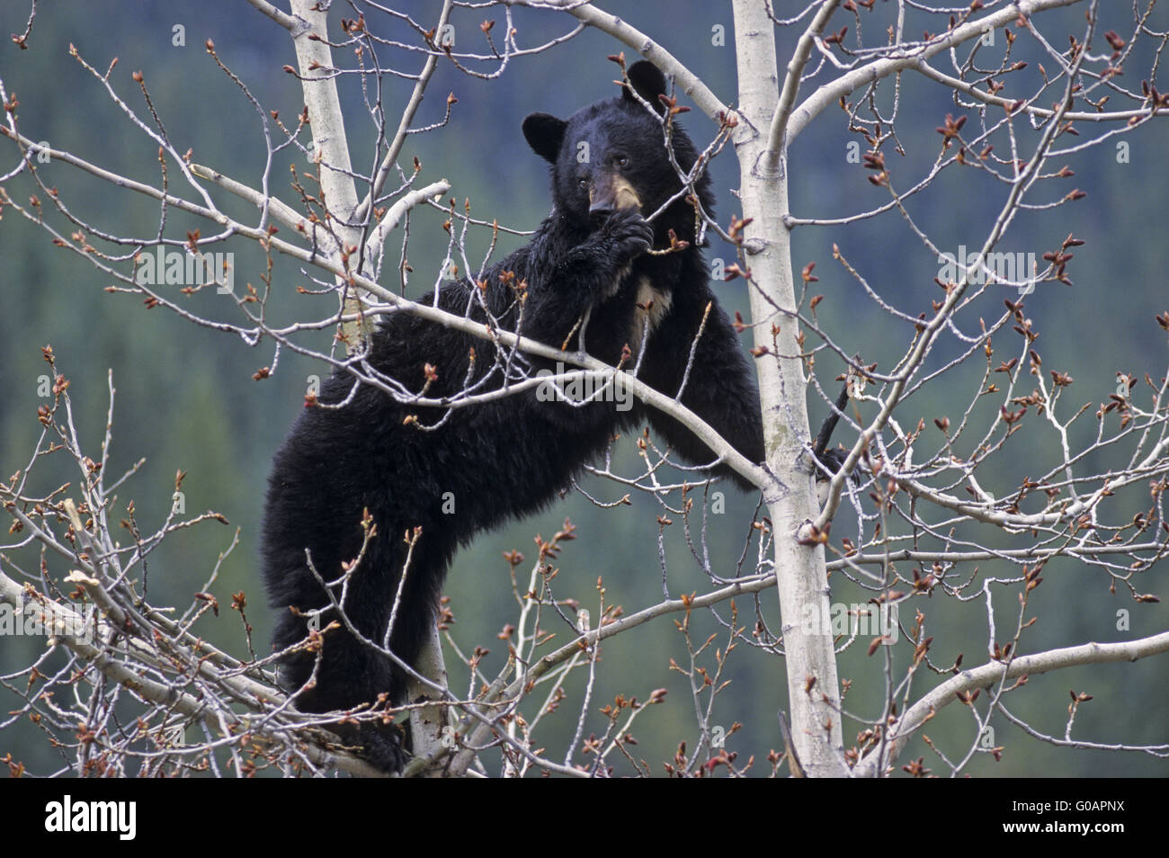 Ein schwarzer Bär Sau Klettern in ein Espenbaum Stockfoto