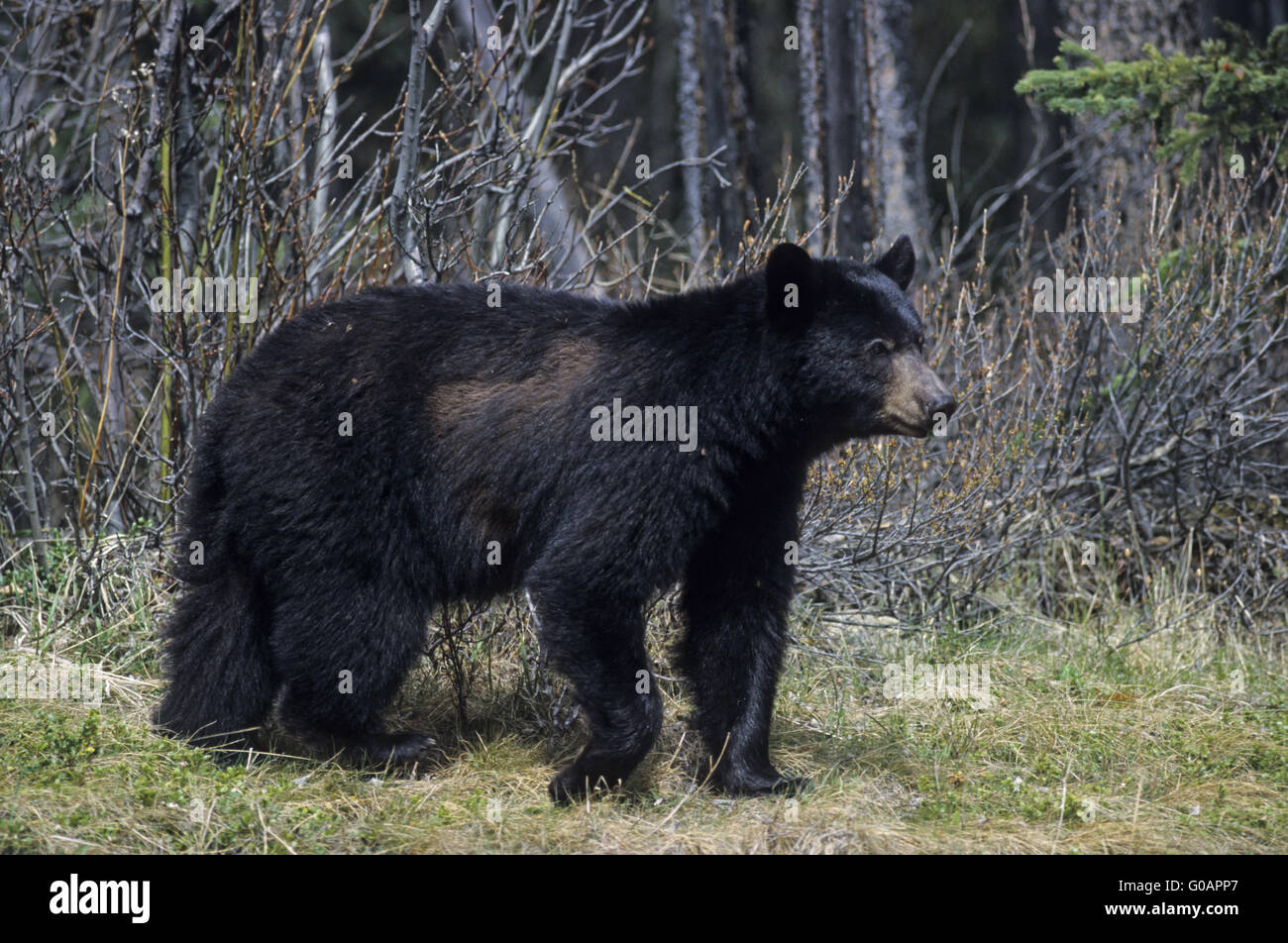Ein schwarzer Bär auf der Suche nach Nahrung im zeitigen Frühjahr Stockfoto