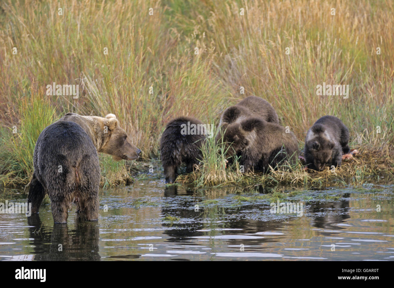 Grizzly Bear Sau stehend mit ihren vier jungen Stockfoto