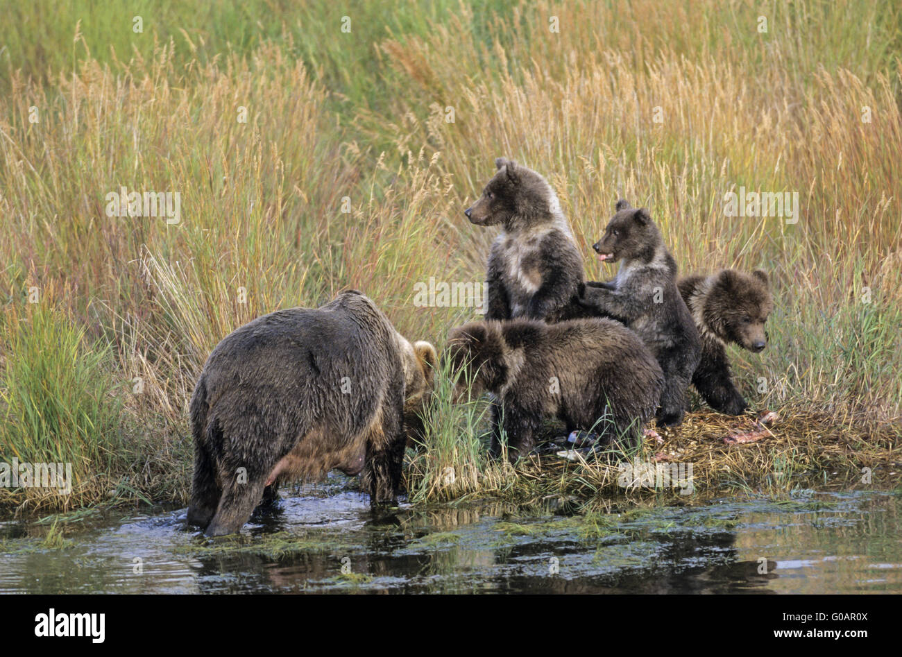 Grizzly Bear säen mit vier jungen am Brooks River Stockfoto