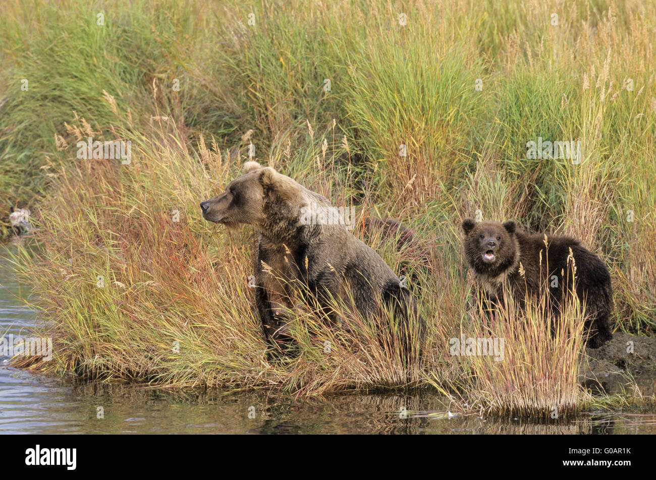 Grizzly Bear Sau mit ein Jungtier am Brooks River Stockfoto