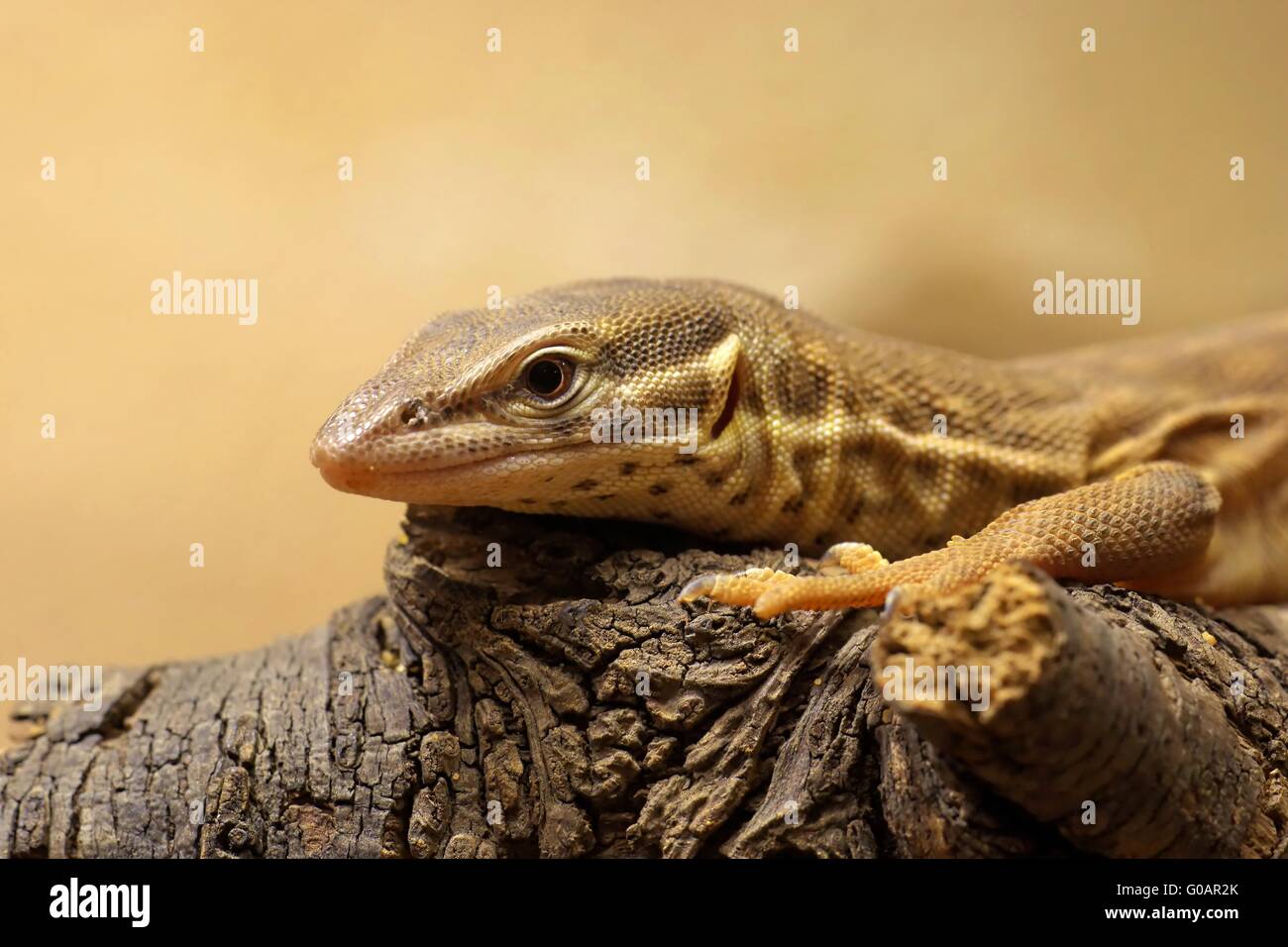 Langusten-tailed monitor Stockfoto
