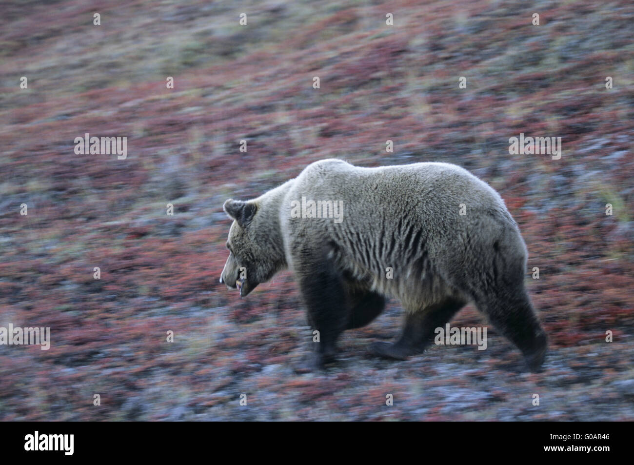 Grizzly Bear säen auf Futtersuche in die herbstliche tundra Stockfoto