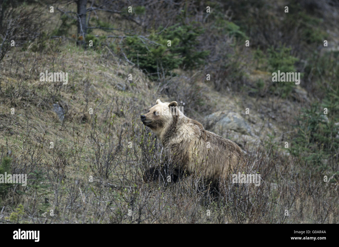 Grizzly Bear Sau Flucht vor den Fotografen Stockfoto