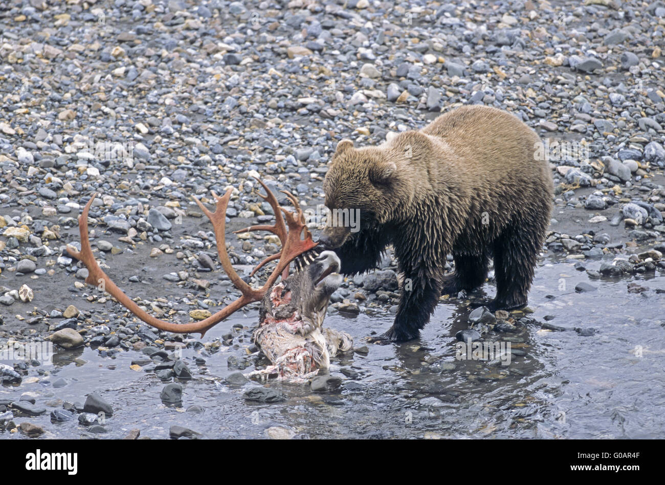 Grizzly Bear auf einem Caribou Kadaver von Wolf getötet Stockfoto