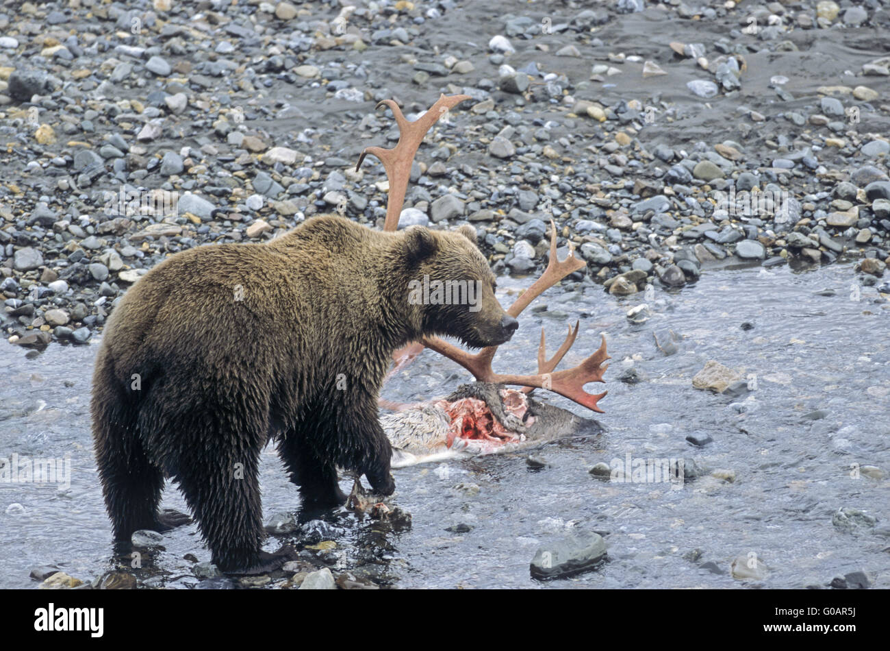 Grizzly Bear auf einem Caribou Kadaver von Wolf getötet Stockfoto