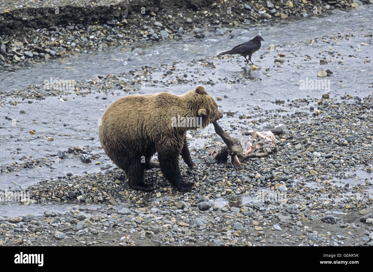 Grizzly Bären sammeln die Reste von einem Caribou Stockfoto