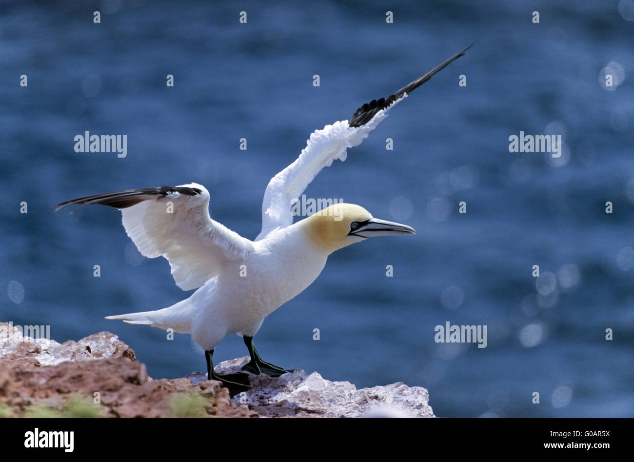 Basstölpel sitzt auf dem roten Felsen zappelt Stockfoto