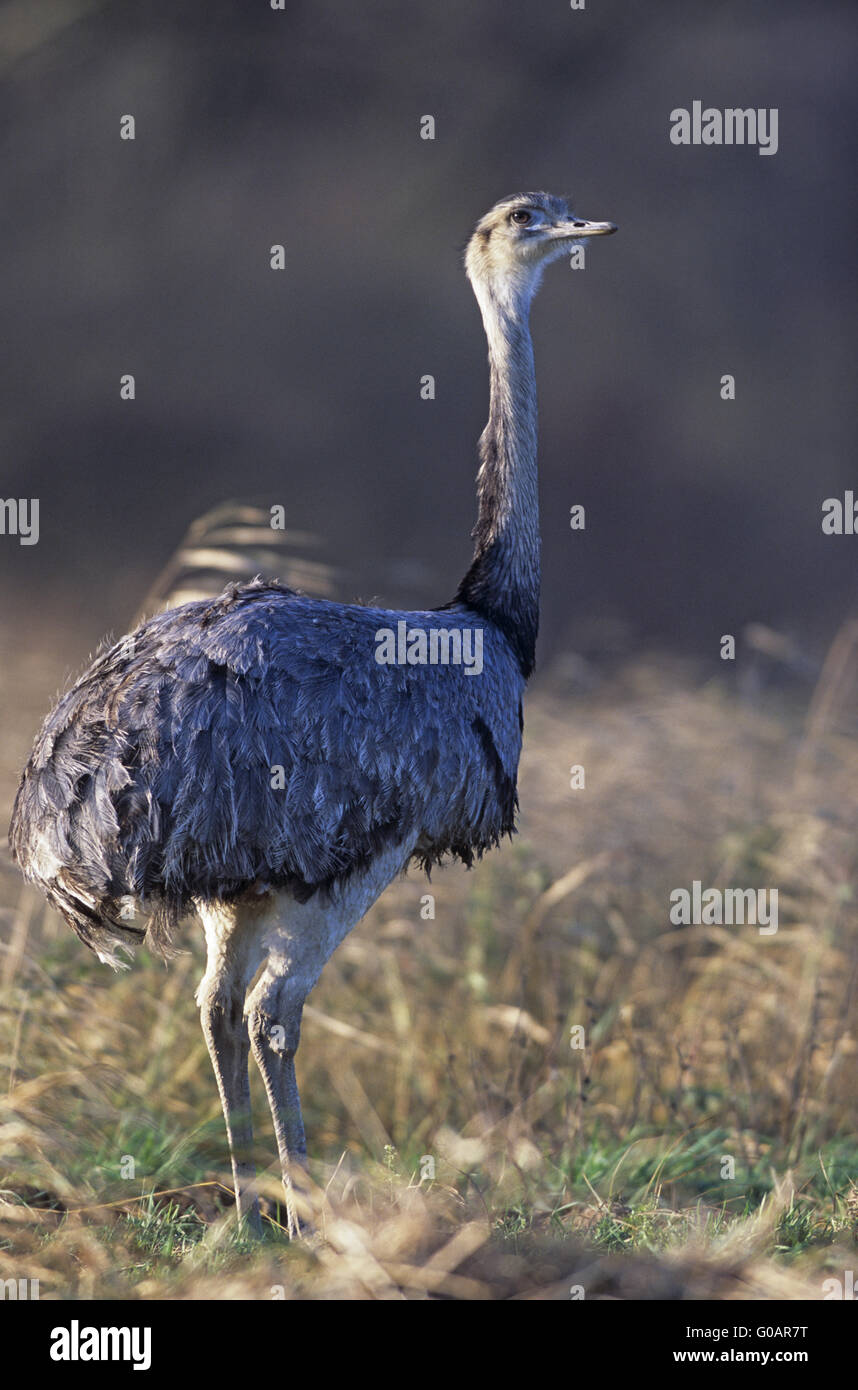 Größere Rhea Beobachtung Warnung ein Artgenosse Stockfoto