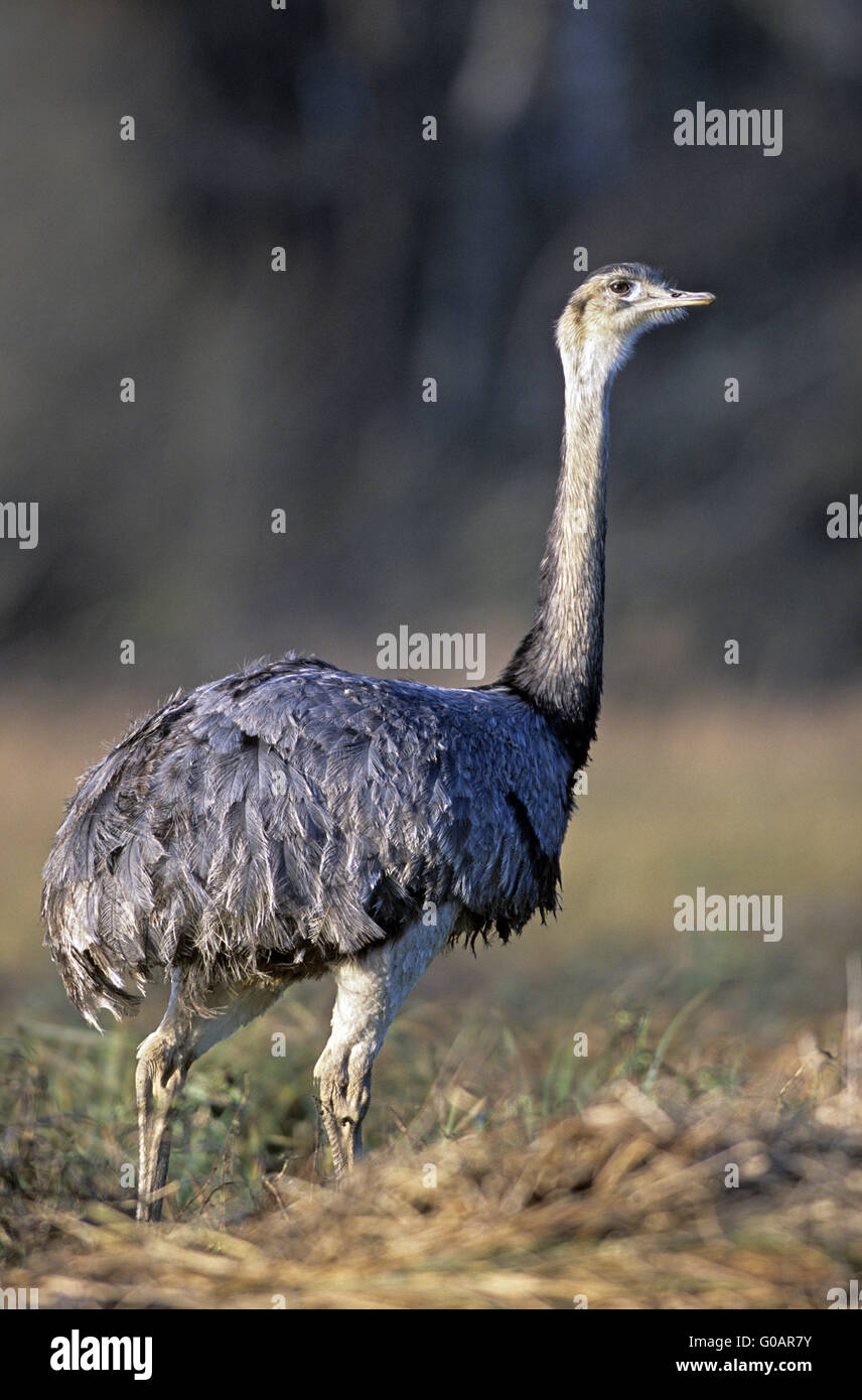 Größere Rhea Beobachtung Warnung ein Artgenosse Stockfoto